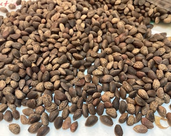 Ponderosa Pine Tree Seeds (PINUS PONDEROSA) (Or, Wa, Ca)