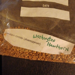 Washington Hawthorn Tree Seeds (Crataegus Cordata Phaenopyrum)