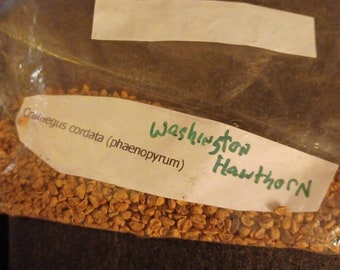 Washington Hawthorn Tree Seeds (Crataegus Cordata Phaenopyrum)