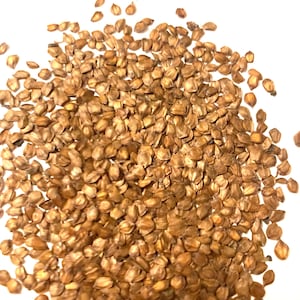 Manchurian Alder Tree Seeds (ALNUS HIRSUTA) (Siberian Alder)