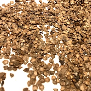 Red Alder Tree Seeds (ALNUS RUBRA)