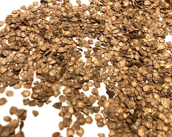 Red Alder Tree Seeds (ALNUS RUBRA)