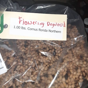 Flowering Dogwood Tree Seeds (CORNUS FLORIDA NORTHERN)