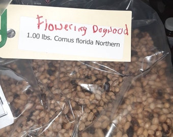 Flowering Dogwood Tree Seeds (CORNUS FLORIDA NORTHERN)
