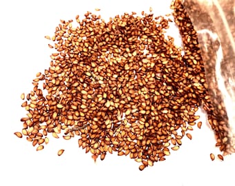 American Mountain Ash Tree Seeds (SORBUS AMERICANA)