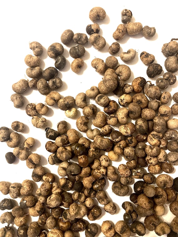 Windmill Palm Tree Seeds (trachycarpus Fortunei) - Etsy Canada