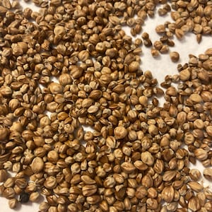 Rocky Mtn Juniper Tree Seeds (JUNIPERUS SCOPULORUM)(Western Juniper)(Rocky Mountain Juniper)(Colorado Red Juniper)