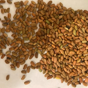 Kalkora Mimosa Tree Seeds, Kalkora Silk Tree  (Albizia Kalkora)