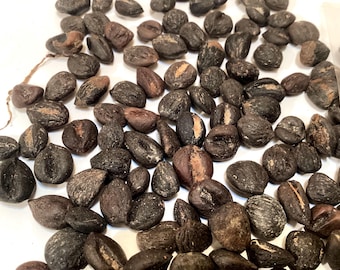Magnolia-Bark Magnolia Tree Seeds (MAGNOLIA OFFICINALIS) (Houpu Magnolia)