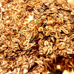 Giant Arborvitae Tree Seeds (THUJA PLICATA) (Western Red Cedar)