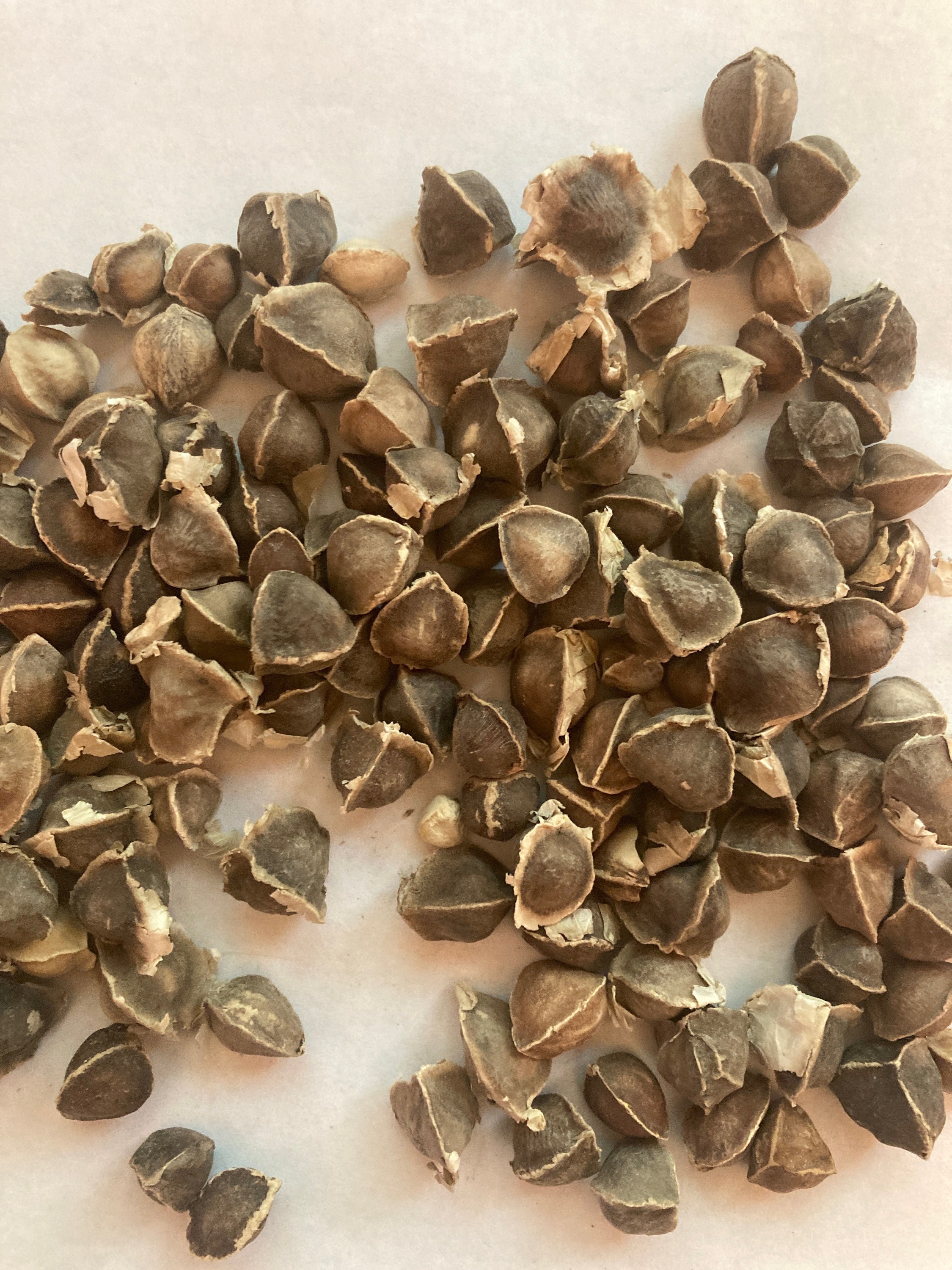 Moringa Tree Seeds (MORINGA OLEIFERA) Drumstick Tree