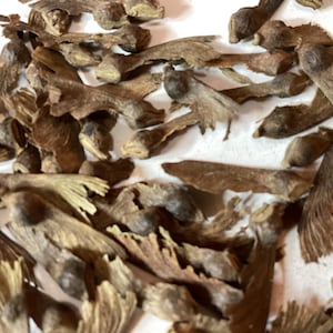6 types of JAPANESE MAPLE Tree Seeds - Randomly Chosen