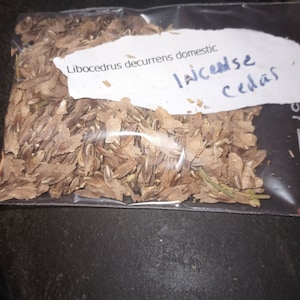 Incense Cedar Tree Seeds Libocedrus Decurrens Domestic image 1
