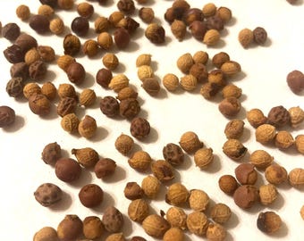 Smooth Hackberry Tree Seeds (CELTIS PLANCHONIANA)
