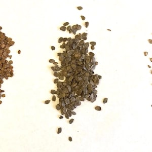 3 types of ALDER TREE SEEDS  (per order randomly chosen) (Alnus genus)