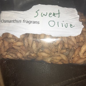 Sweet Olive Tree Seeds (OSMANTHUS FRAGRANS)