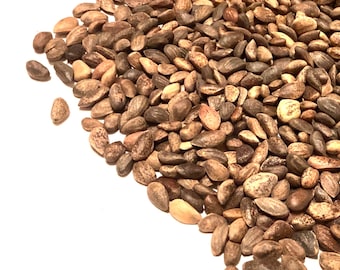 Manchurian Red Pine Tree Seeds (PINUS TABULIFORMIS) (Southern Chinese Pine)