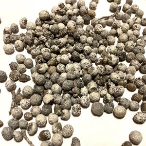Northern Bayberry Tree Seeds (MYRICA PENSYLVANICA) (Bayberry) (Morella Tree)
