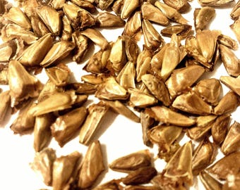 White Fir Tree Seeds (Abies Concolor)