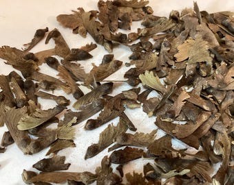 Dissected Maple Tree Seeds (Acer Palmatum Dissectum) ((Threadleaf Japanese Maple))