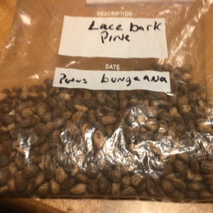 Lacebark Pine Tree Seeds (PINUS BUNGEANA)