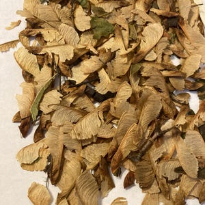 May include: A pile of dried maple seeds, also known as helicopter seeds or whirlybirds, in shades of brown and tan. The seeds are scattered on a white surface.