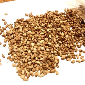 Yaupon Holly Tree Seeds (ILEX VOMITORIA) (Cassina) (Yaupon)