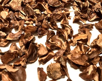 Bald Cypress Tree Seeds (TAXODIUM DISTICHUM)