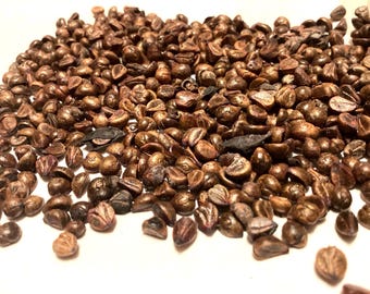 Virginia Creeper Seeds (PARTHENOCISSUS QUINQUEFOLIA) (Five-Leaved Ivy) (Engelmann’s Ivy)