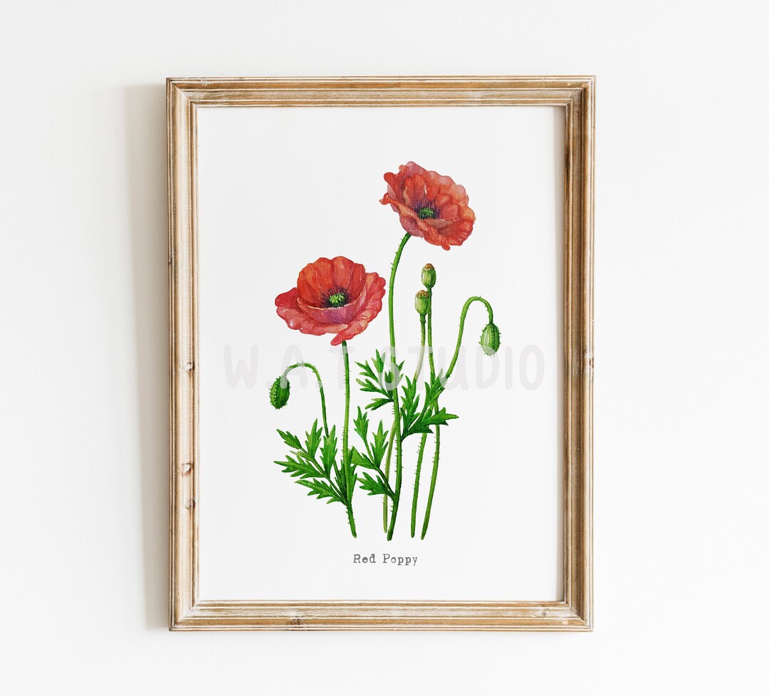 Red Poppy Flower Watercolor Prints, Wild Flower Watercolor Wall Art ...