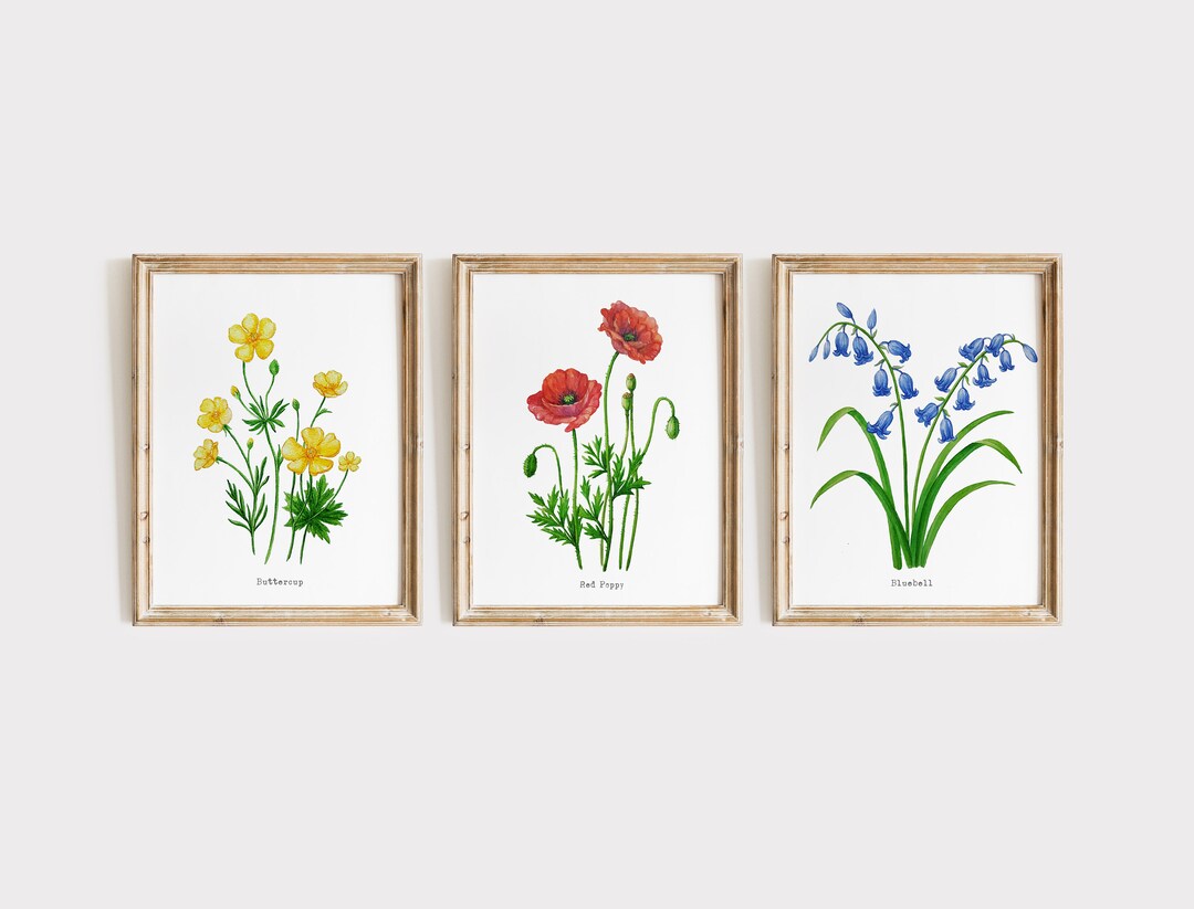 Buttercup, Redpoppy, Bluebell Wild Flower Set of 3 Watercolor Prints ...