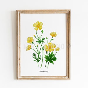 Buttercup flower watercolor prints, Wild flower watercolor wall art, Buttercup watercolor prints, Buttercup wall decor,Kitchen wall art