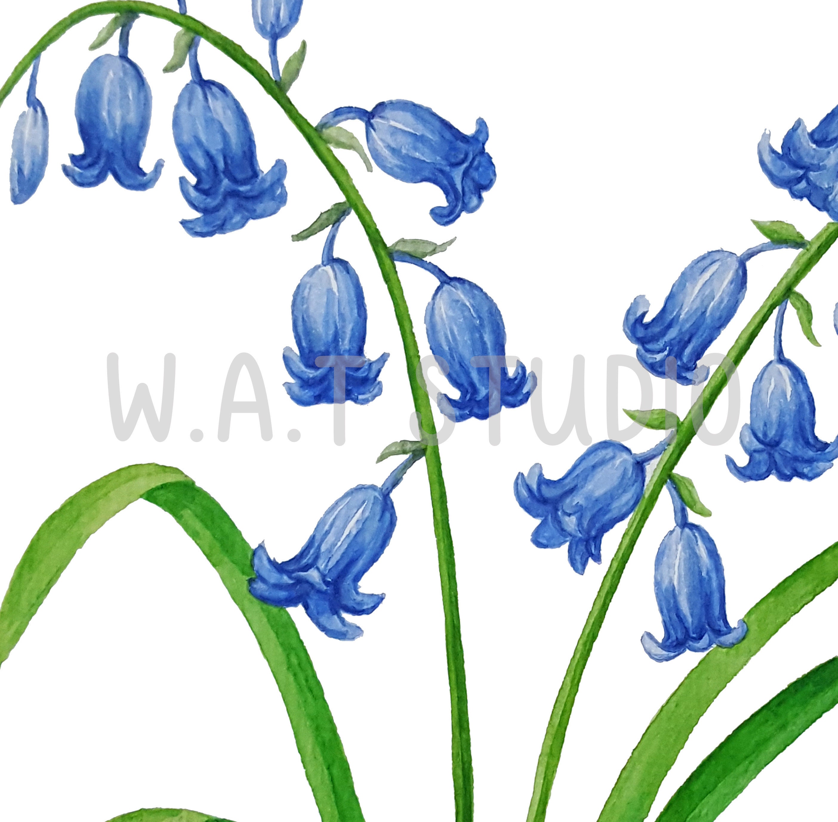 Bluebell Flower Watercolor Prints, Wild Flower Watercolor Wall Art ...