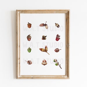 Acorn Watercolor Prints, Acorn Watercolor  Wall decor,  Fall Image watercolor Print, Acorn watercolor Wall art,  Kitchen art