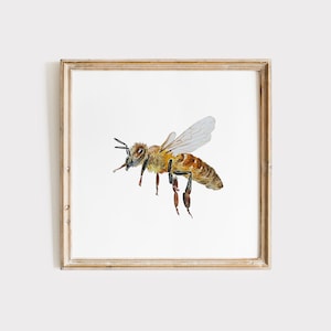 Bee watercolor prints, Bee watercolor wall art, Honey Bee prints, Honey Bee wall art, Kitchen art, Nursery poster, Home decor