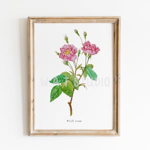 Pink Rose flower watercolor prints, Pink Rose  watercolor wall Decor, Wild Rose flower prints, Wild flower wall art, Home decor, Kitchen art