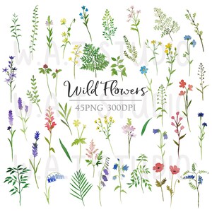 Wild Flower watercolor Clipart, Wild flower Watercolor  Prints, Wild flower watercolor Wall art, Handmade watercolor wall art, Clipart