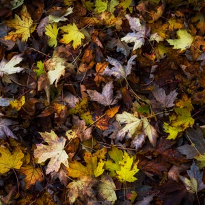 Carpet of Leaves