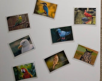 Dementia Activity: Bird Matching Game