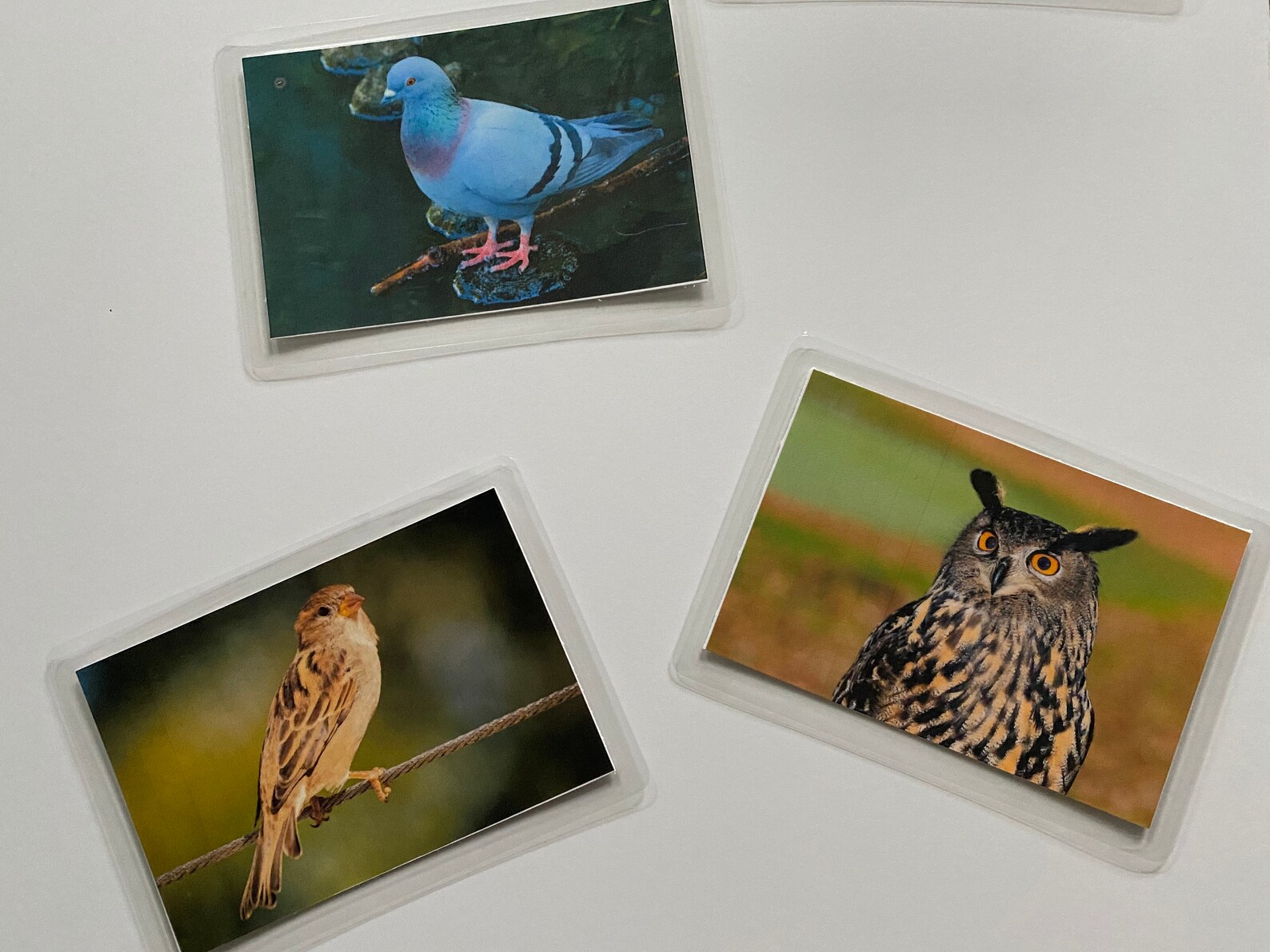 Dementia Activity Bird Matching Game Etsy