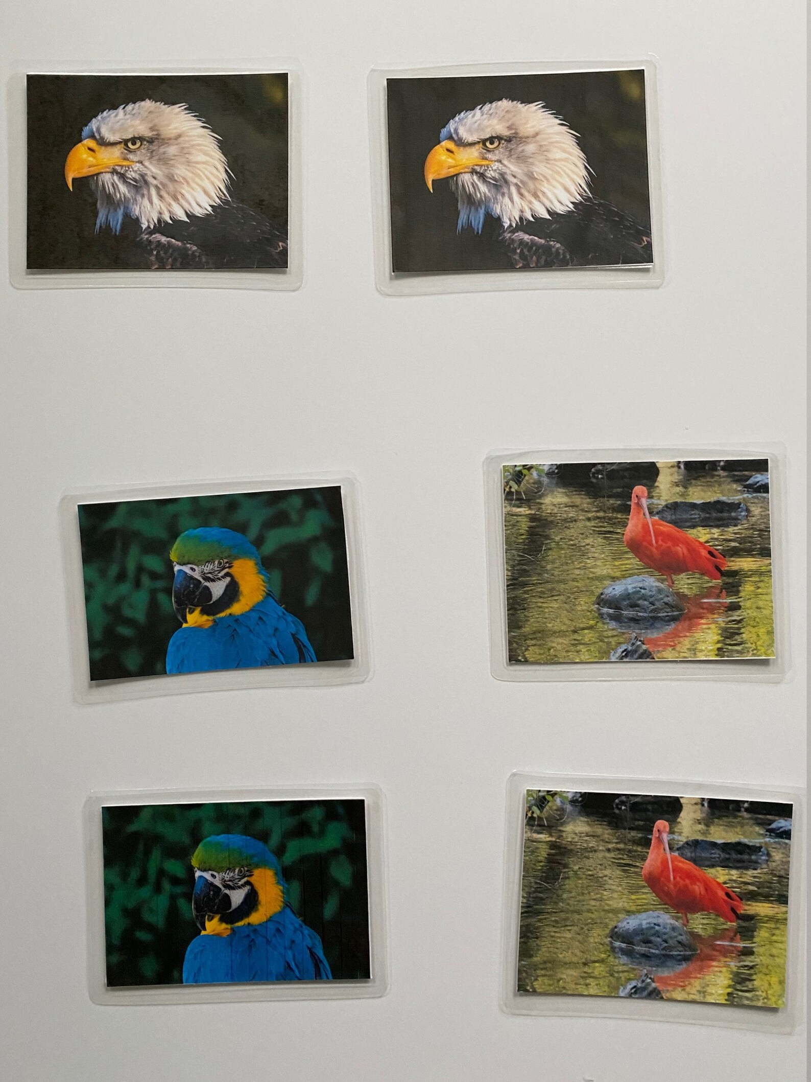 Dementia Activity Bird Matching Game Etsy