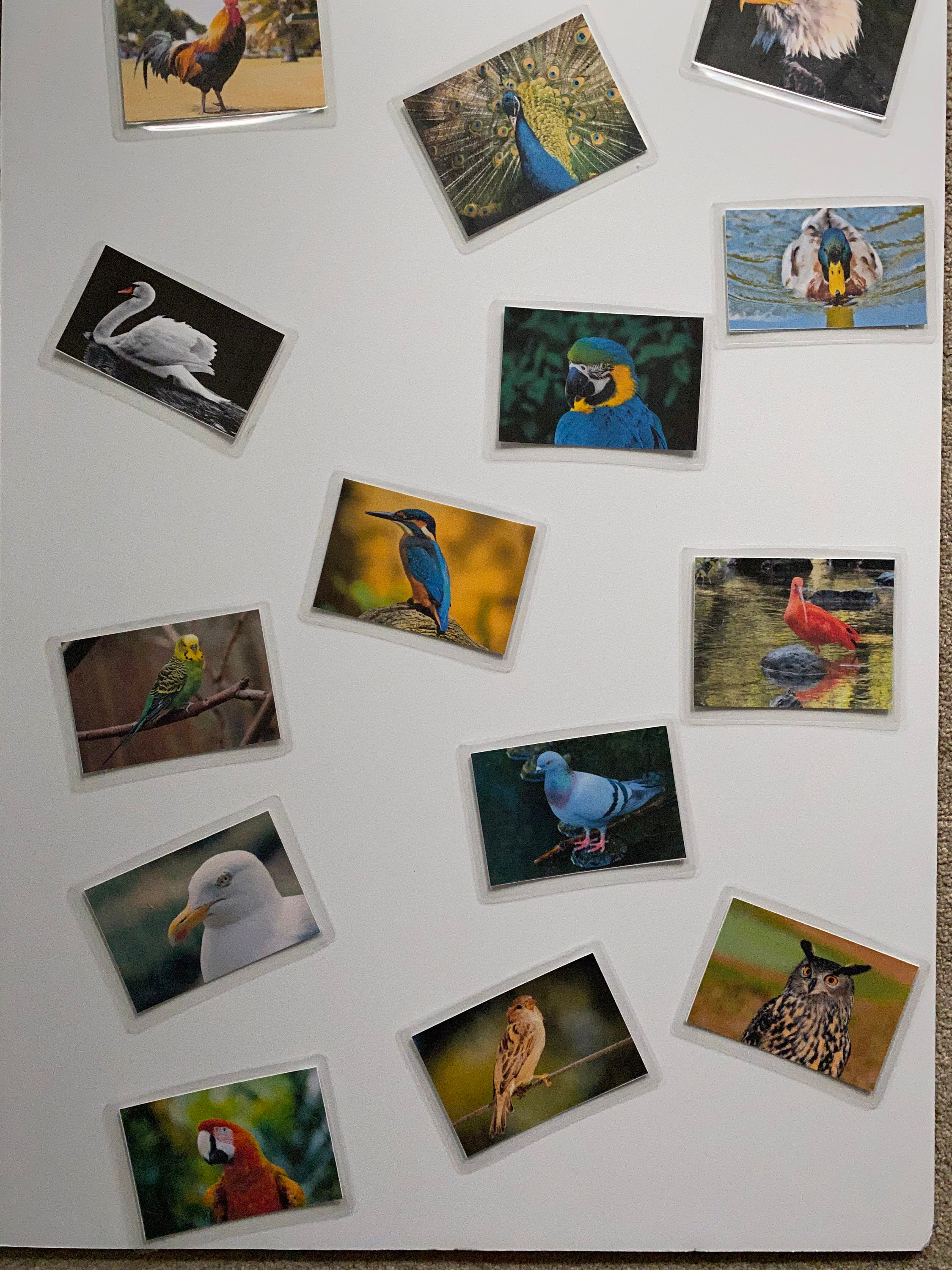 Dementia Activity Bird Matching Game Etsy