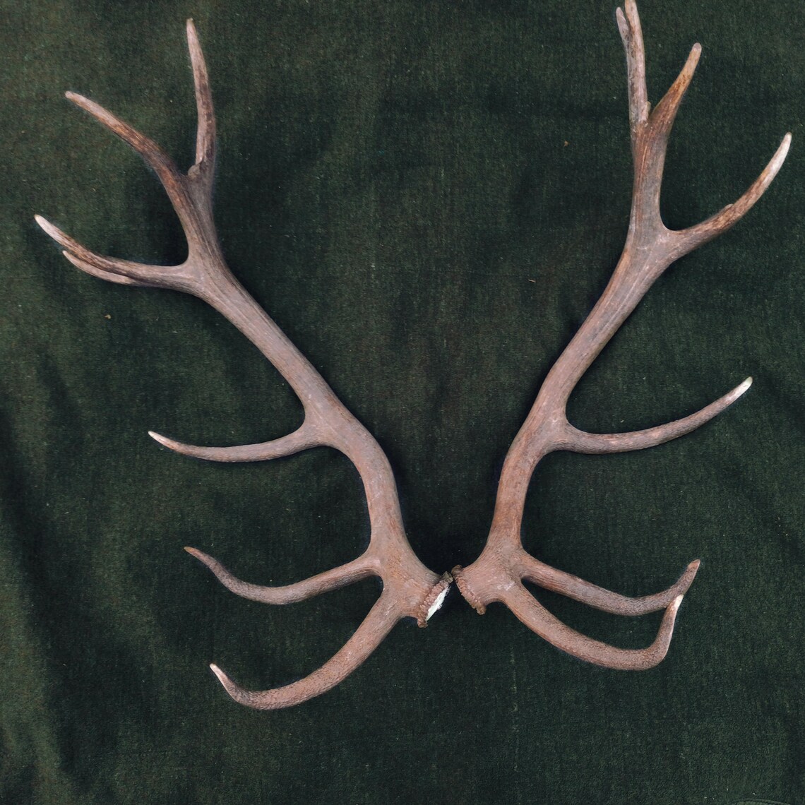 2 piecesset Deer antlers Real antlers. Decor antlers. Craft Etsy