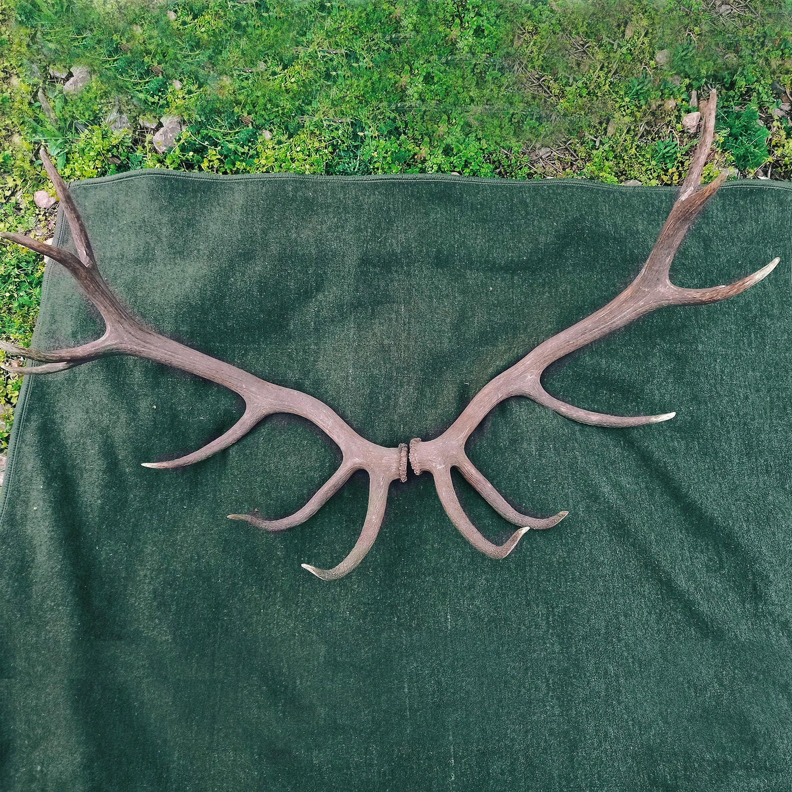 2 piecesset Deer antlers Real antlers. Decor antlers. Craft Etsy
