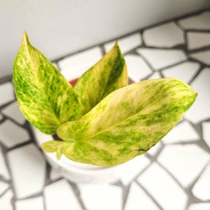 Peut inclure: Une petite plante en pot avec des feuilles panachées présentant un mélange de motifs jaune vif et vert. La plante est placée dans un contenant blanc simple, mettant en valeur un feuillage pointu en forme de cœur avec un marbrage coloré.
