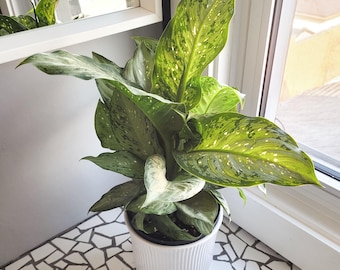 anthurium andr Red Anthurium Houseplants, Small in Gold