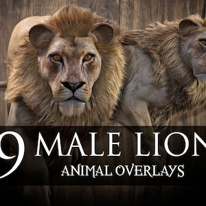 9 Male Lion Animal Overlays | Model | Overlays | Fantasy | Render | Stock | PNG