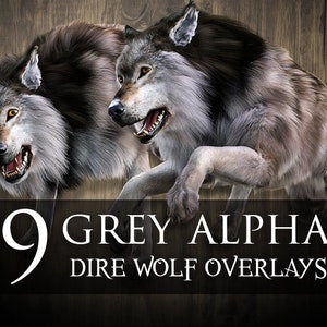 Puede incluir: Nueve superposiciones de lobo gris alfa. Dos lobos grises con acentos de pelaje negro se muestran en una imagen de primer plano. Los lobos gruñen y tienen una expresión feroz.