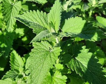 Semillas de hierba gatera (menta gatuna)