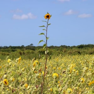 Sunflower Field